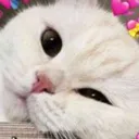a_cat_love