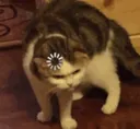 wtf