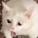 potgo_cat