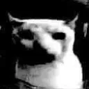 taiwancat taiwancat