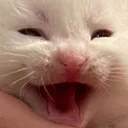 catKEK
