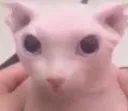 Bingus