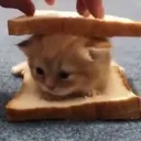 catsandwich Discord Emoji