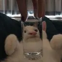 segsycat Discord Emoji