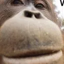 mmmmonkey1 mmmmonkey1