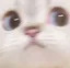 catSus catSus