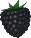 Blackberry