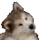 N_dog99