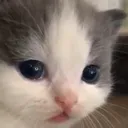 pissbaby