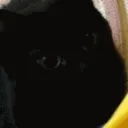 catMlem