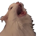 ohnokitty Discord emoji