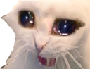 cryingkitty Discord emoji