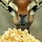 Popcorn Popcorn
