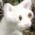 WonkCat