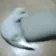CatSpin