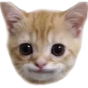 happyCat