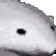 bearClose
