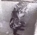 rata_asquerosa