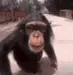 MonkeKiss