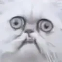 wtf