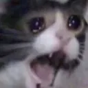 cryingcat cryingcat