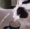 k_catwater