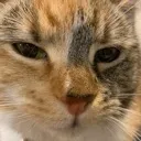 kjcat