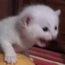 CatScream