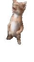 WA_Miguel_Meow