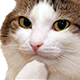 catthink Discord emoji