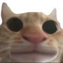 cateyes