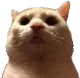 catstare Discord Emoji