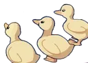 duckies