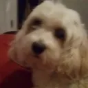 samdog