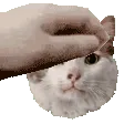 PetTheCassouli PetTheCassouli