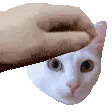 PetMissKittem