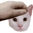 PetMrKittem