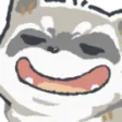 raccoon