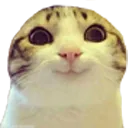 Happycat happycat Discord Emoji