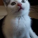 scorb_cat Discord Emoji