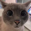 nono_stare