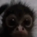:monke: :monke: