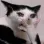 catomg