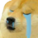 dogecry