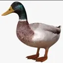 3_dimensional_ducc 3_dimensional_ducc