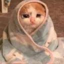 depressedcatto