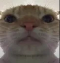 cattostare
