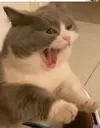 catscrem