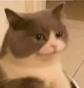 dissapointedcat dissapointedcat