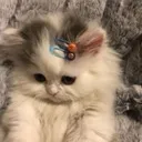 xvv_cat_2 xvv_cat_2